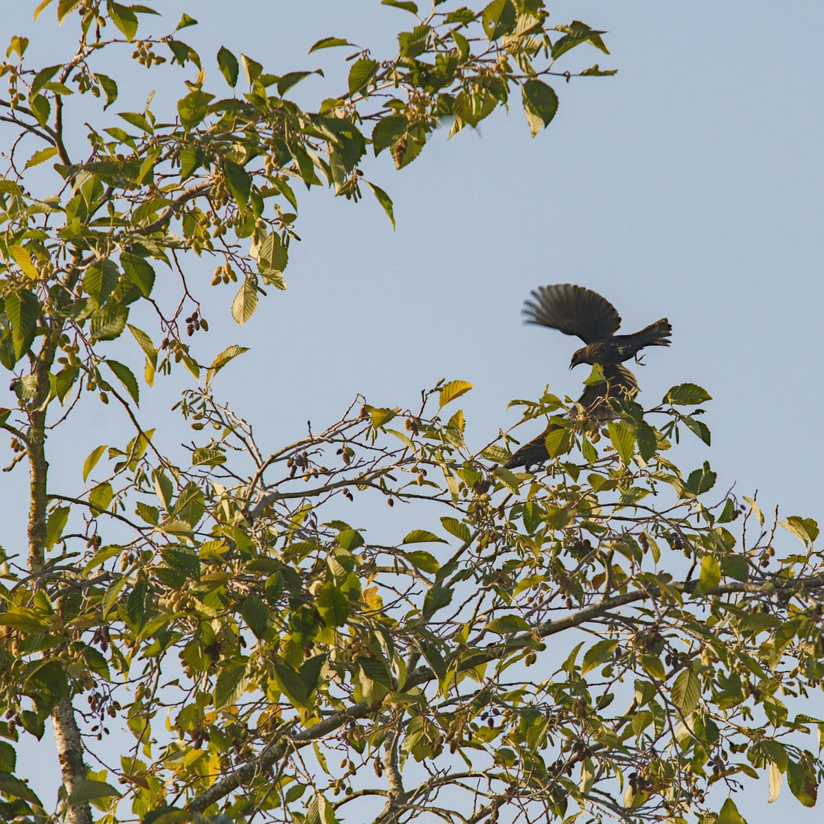 Daily Bird: European Starling