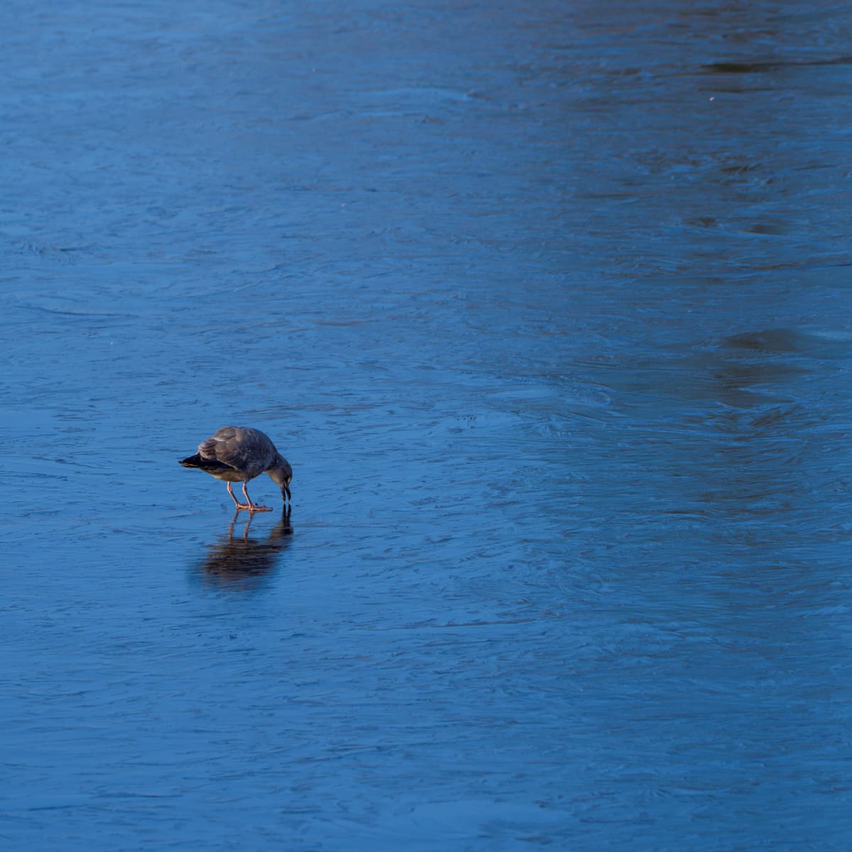 Daily Bird: Seagull