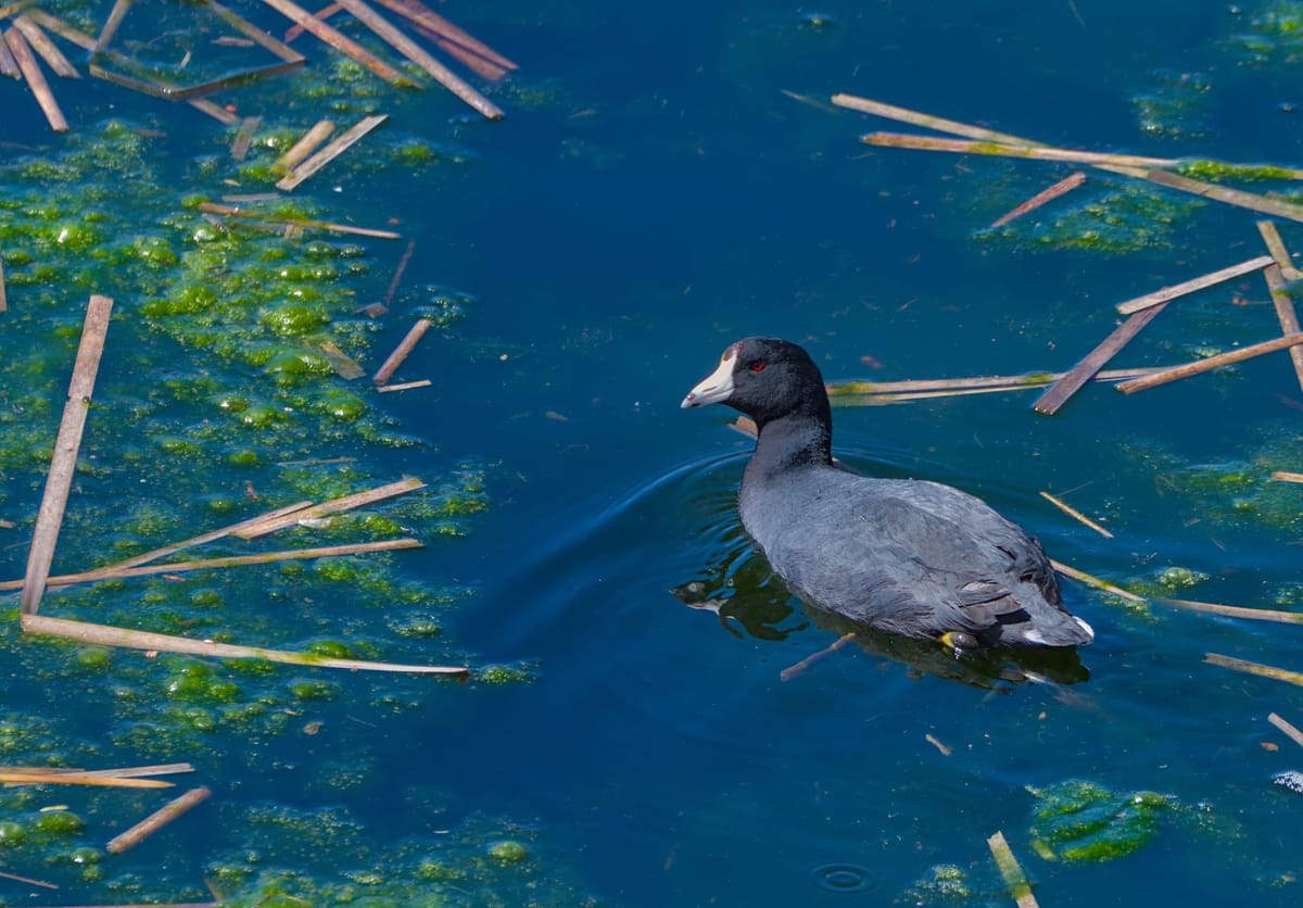 Daily Bird: American Coot