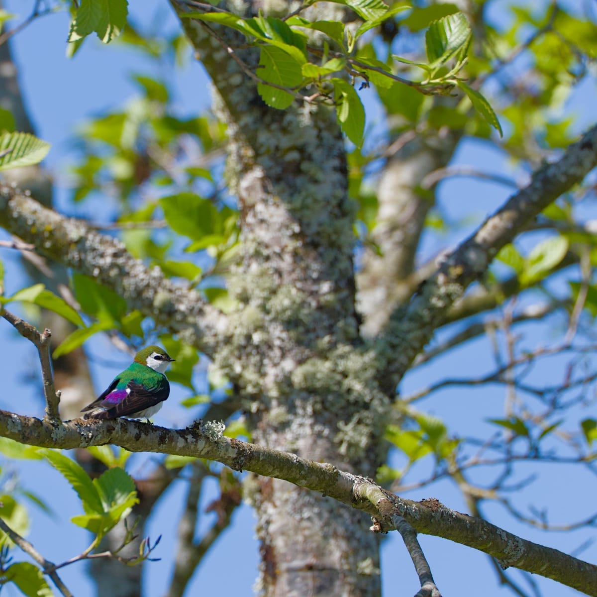 Daily Bird: Violet-Green Swallow