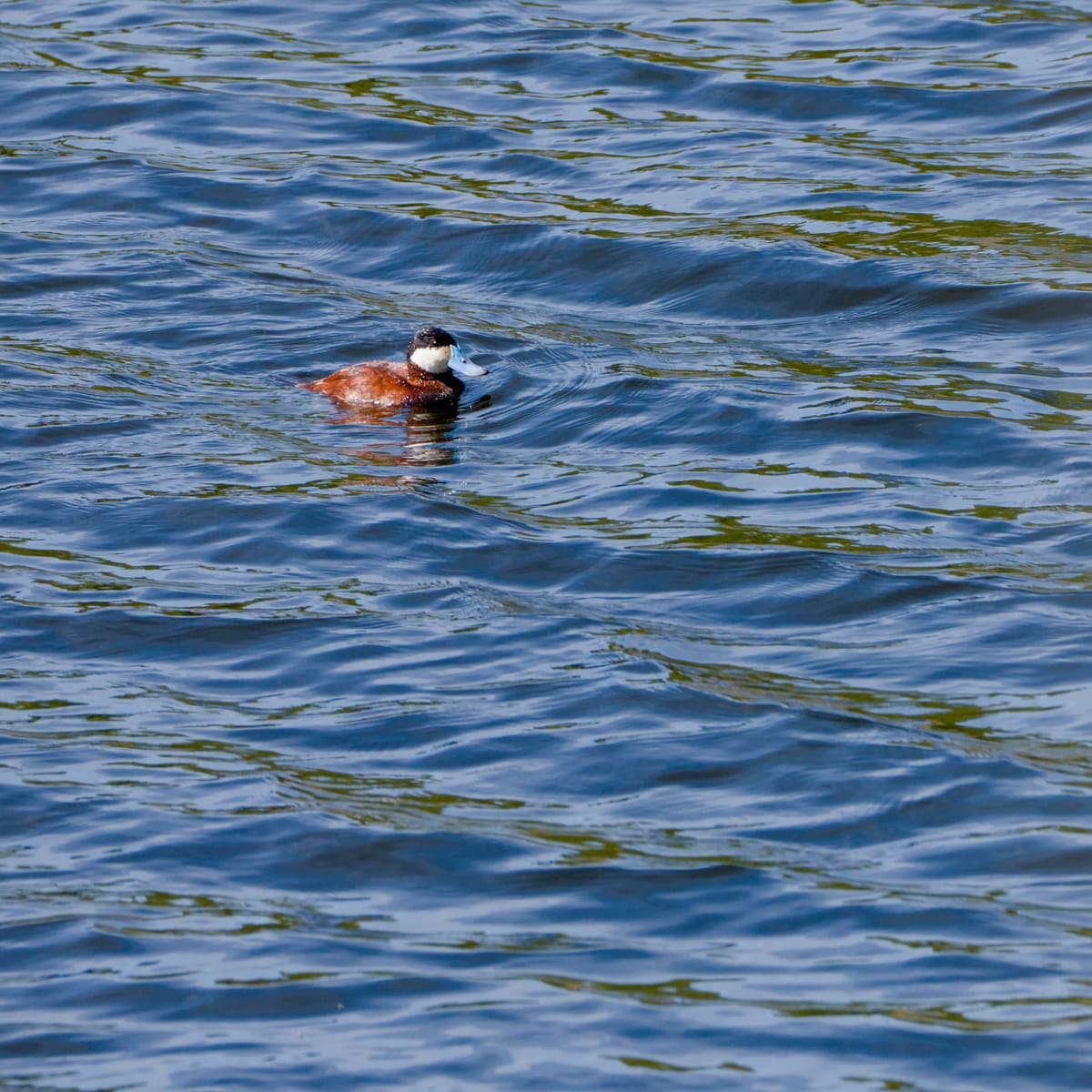 Daily Bird: Ruddy Duck