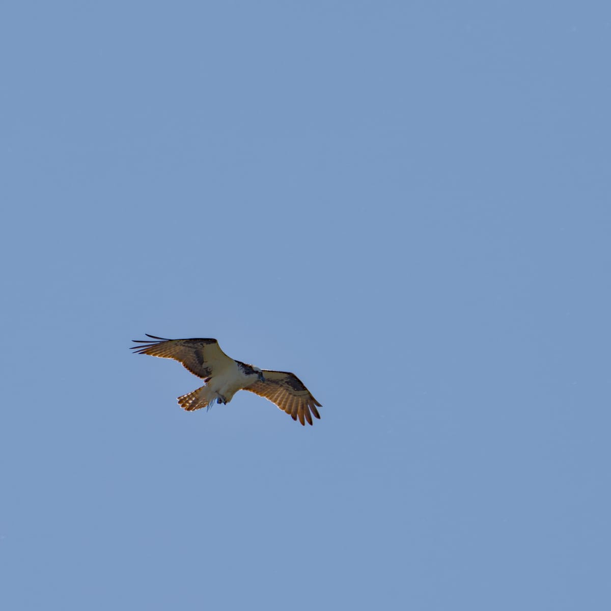Daily Bird: Osprey