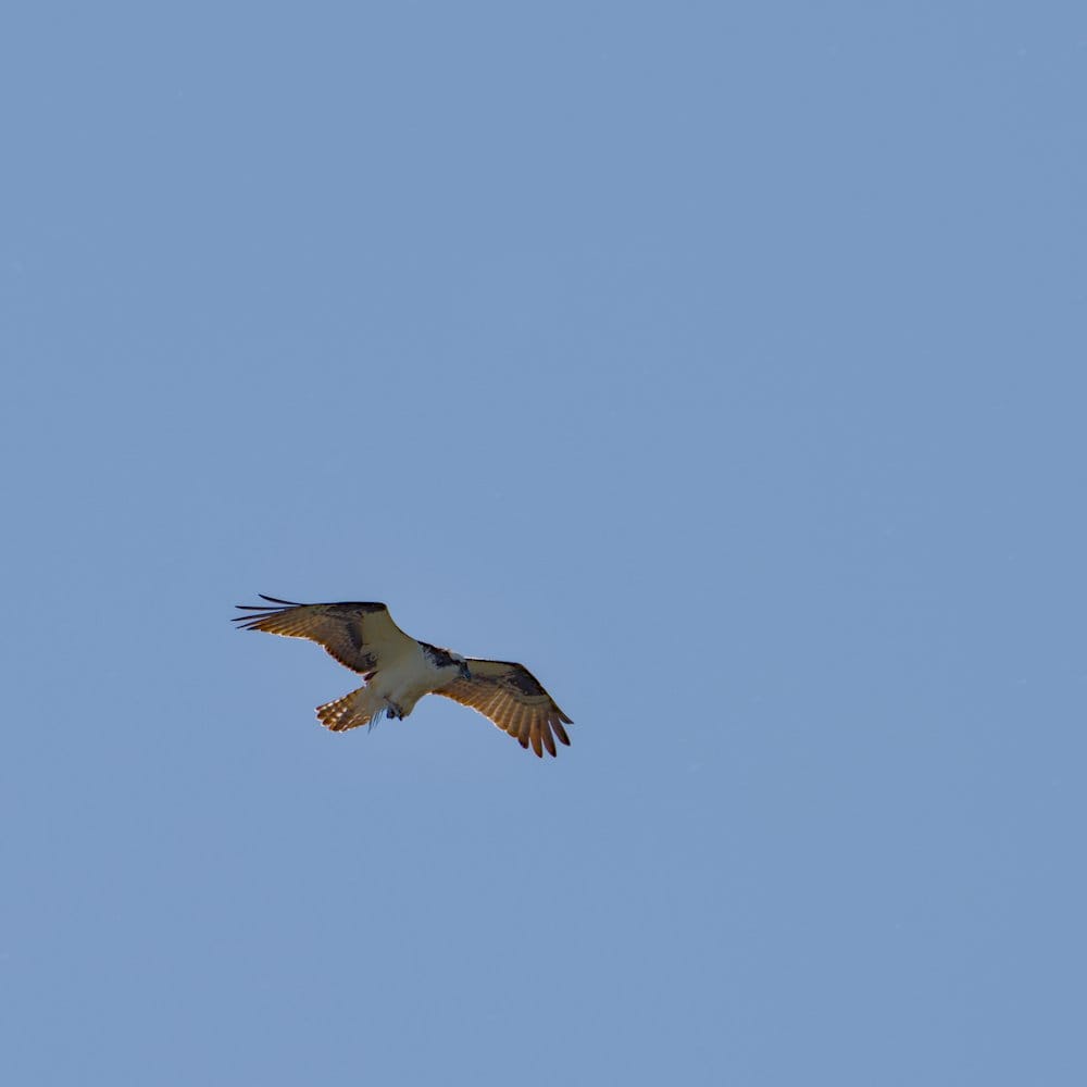 Daily Bird: Osprey