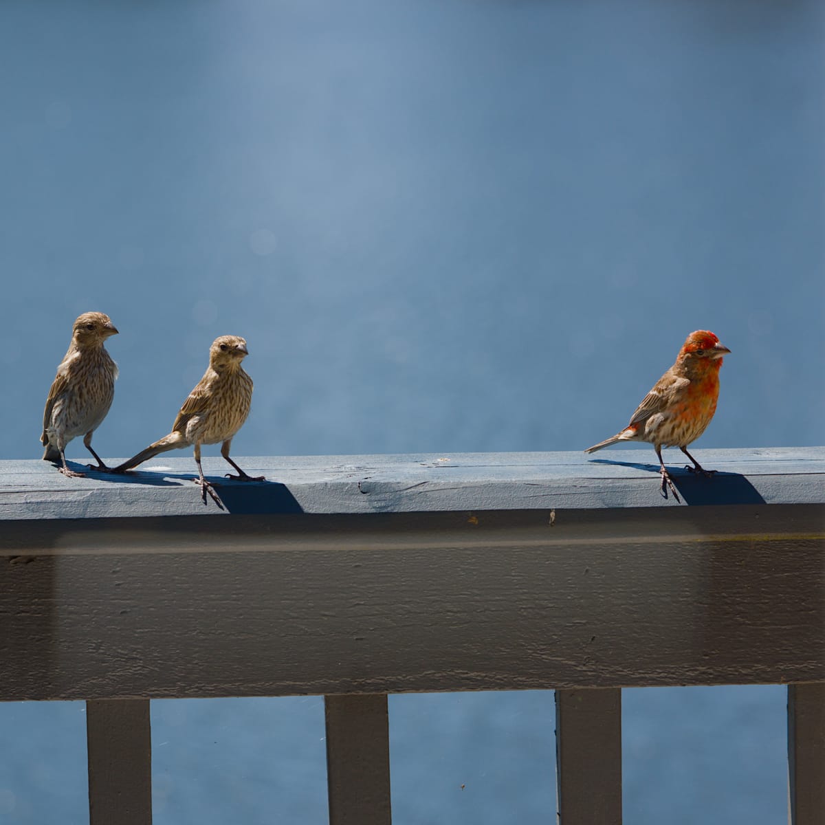 Daily Bird: House Finches