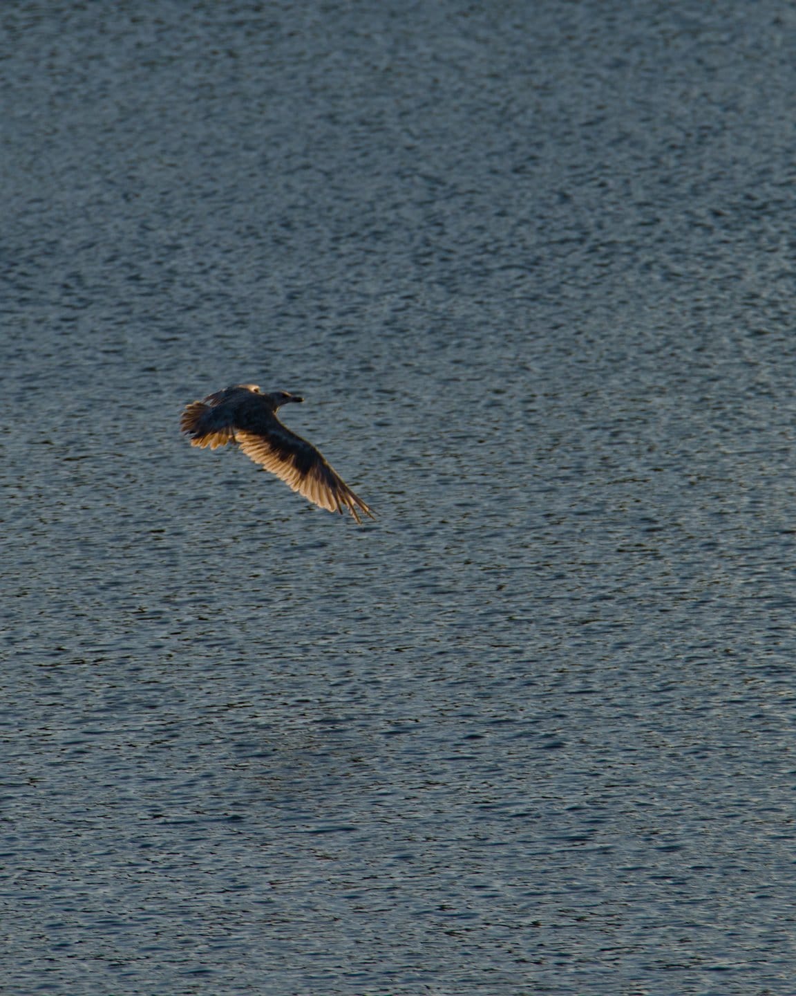 Daily Bird: Seagull