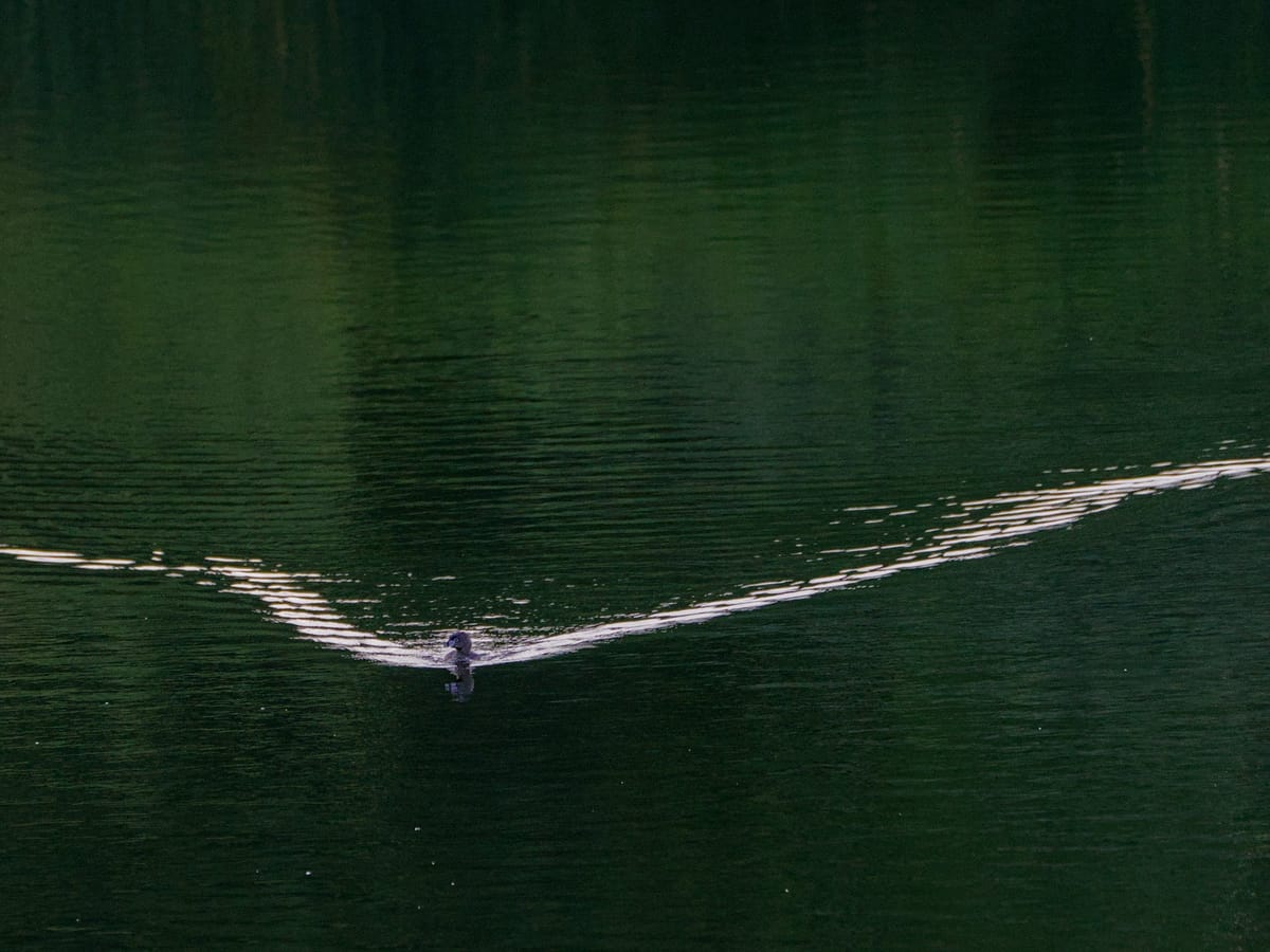 Daily Bird: Pied-Billed Grebe