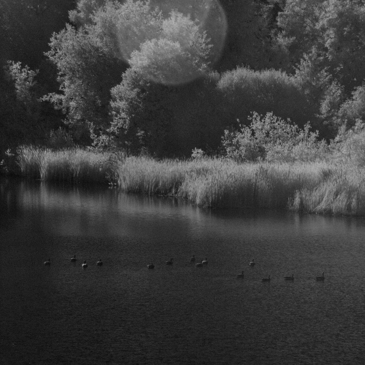 Daily Bird: Canada Goose