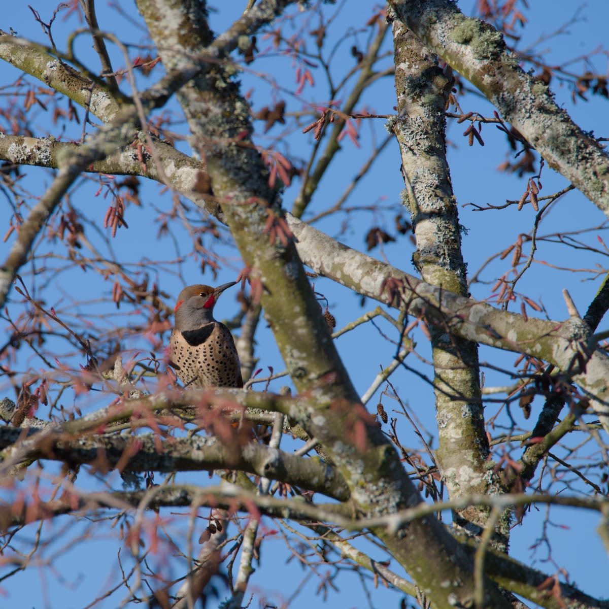 Daily Bird: Northern Flicker