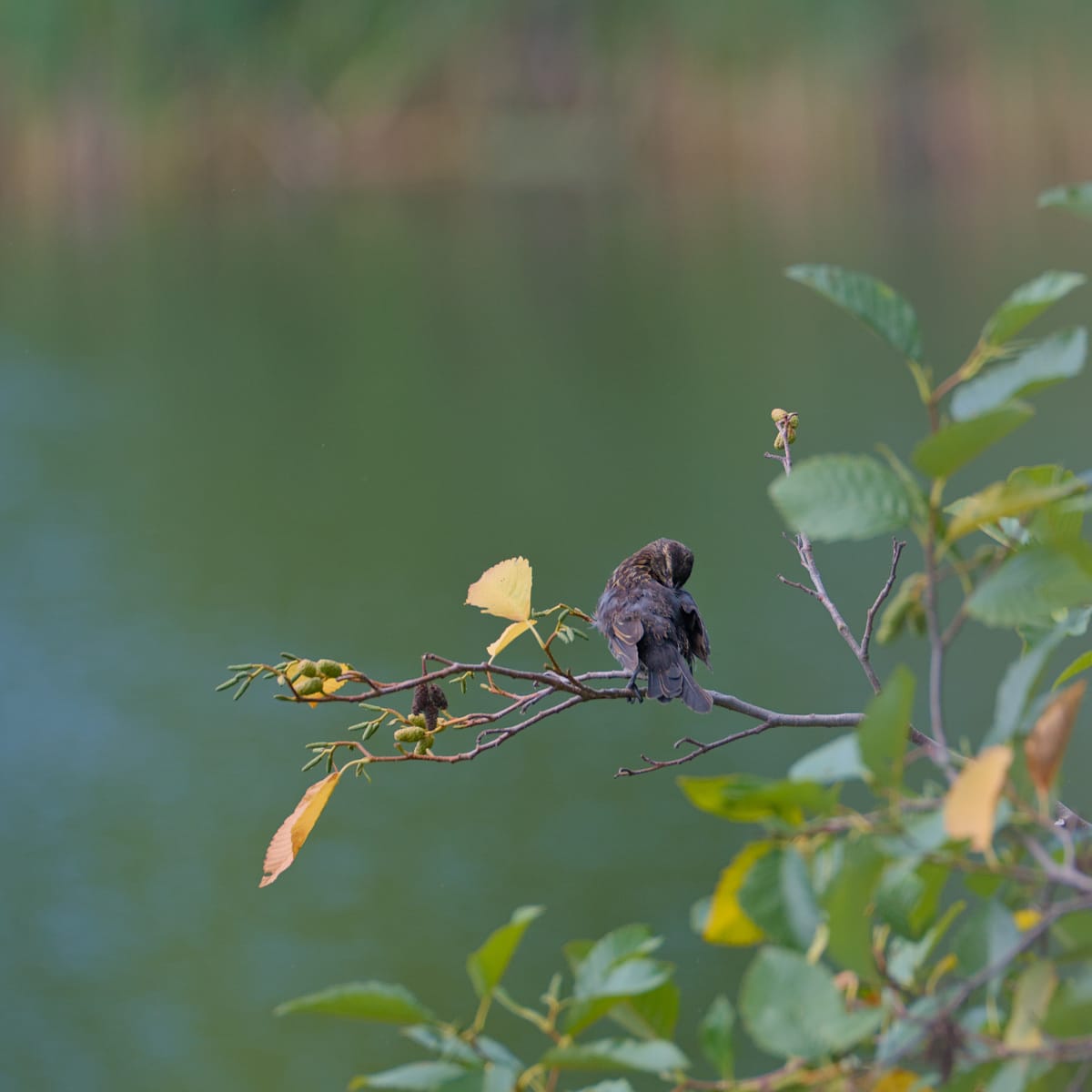 Daily Bird: Blackbird