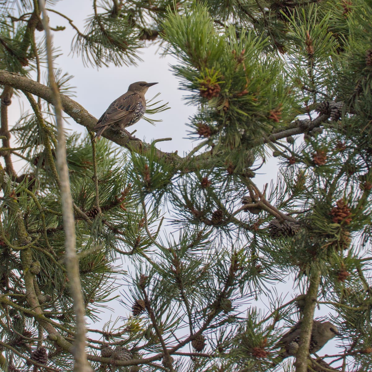 Daily Bird: European Starling, Again