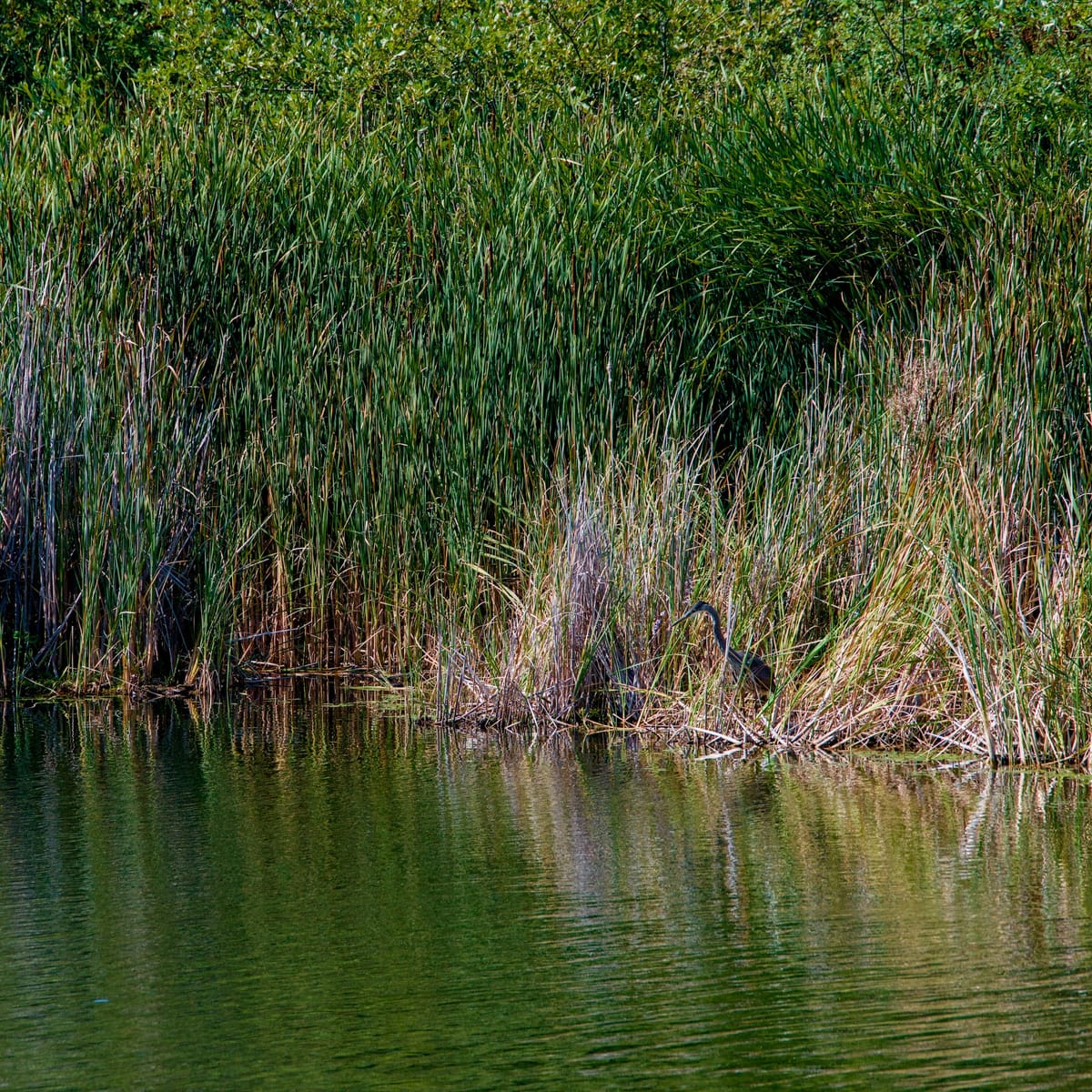 Daily Bird? The Great Blue Heron